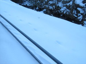 20190203長野県蓼科エリア 動物の足跡3