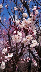 20190404すいせん祭り5