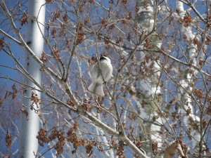 20190413蓼科高原別荘地の鳥1