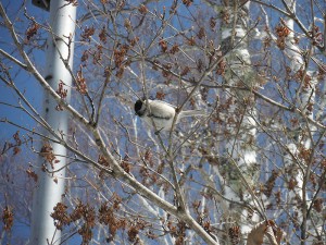 20190413蓼科高原別荘地の鳥2