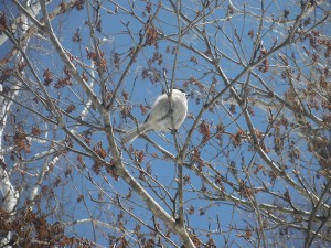 20190413蓼科高原別荘地の鳥3