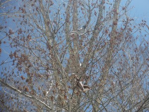 20190413蓼科高原別荘地の鳥4