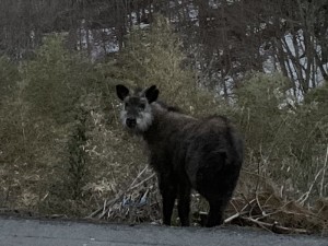 20190414長和町カモシカ1