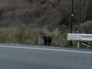 20190414長和町カモシカ2