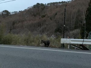 20190414長和町カモシカ3