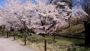 20190419上田城千本桜まつり4