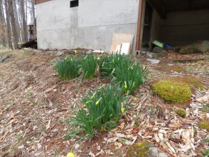 20190427ふれあいの郷別荘地すいせん2