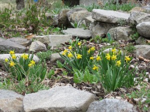 20190427緑の村別荘地すいせん2