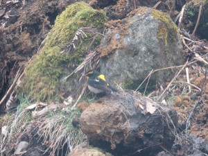 20190429姫木平別荘地野鳥