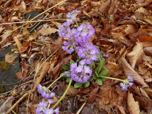 「アルピコ交通蓼科高原別荘地に咲いていた植物はなんだ！」の巻