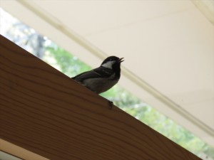 「蓼科エリアの別荘地で窓を開けてるとこんな事が・・」の巻