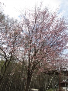 20190503リゾートメンテナンス桜1