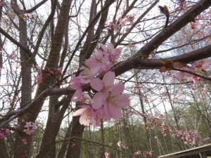 20190503リゾートメンテナンス桜2