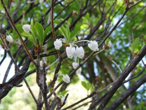 20190530ドウダンツツジの花