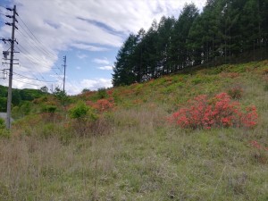 蓼科のレンゲツツジとヤマボウシ