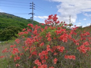 蓼科のレンゲツツジとヤマボウシ