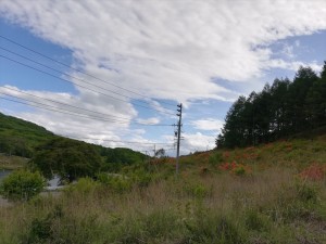 蓼科のレンゲツツジとヤマボウシ