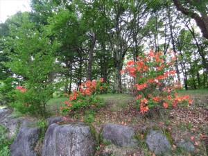 20190608姫木平別荘地レンゲツツジ1