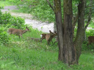 20190622別荘地に現れる鹿1