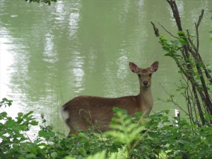 20190622別荘地に現れる鹿2