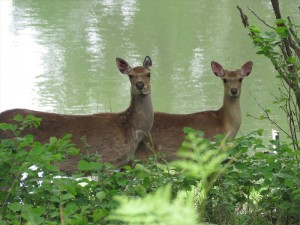 20190622別荘地に現れる鹿3