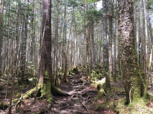 蓼科エリア 天狗岳登山9