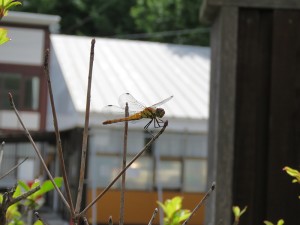 20190727ドウダンツツジにトンボ1