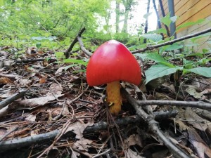 20190729学者村別荘地きのこ①