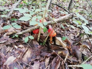 20190729学者村別荘地きのこ②