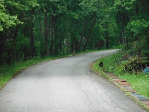 姫木平別荘地きつね②