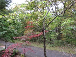 20191021緑の村別荘紅葉①