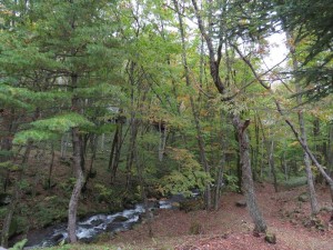 20191021緑の村別荘紅葉②