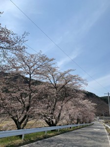 2020419長和町桜①