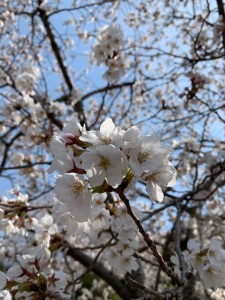 2020419長和町桜②