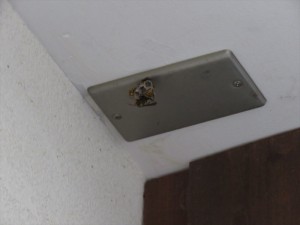 蓼科高原の別荘ライフで注意したい事①～蜂の巣～