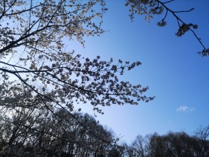 蓼科エリアの天気と緑の桜