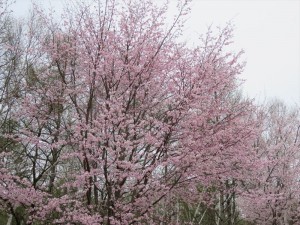 202053リゾートメンテナンス桜①