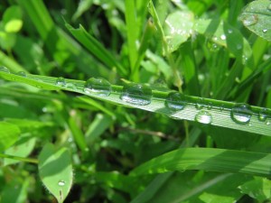 20200718蓼科エリア 雨上がり1