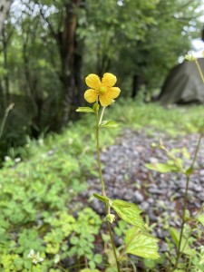 20200725蓼科エリア お花