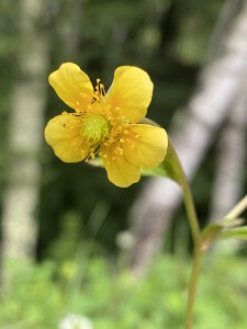 20200725蓼科エリア お花2