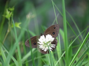 20200802蓼科エリア虫