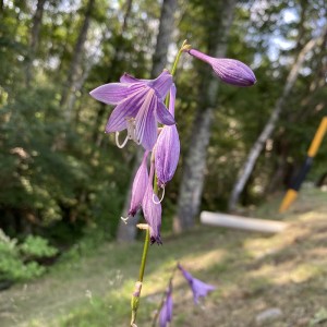 20200806蓼科エリア 花1