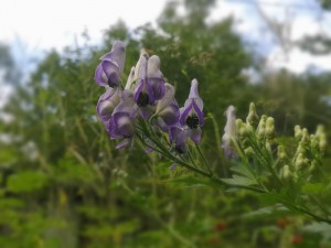 蓼科エリアの山野草☆