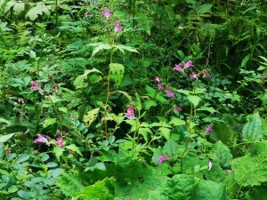 蓼科エリアの山野草☆