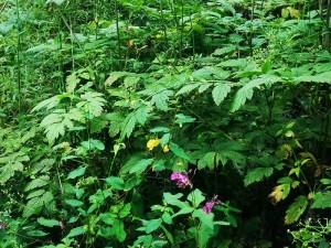 蓼科エリアの山野草☆