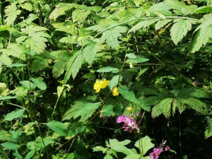 蓼科エリアの山野草☆