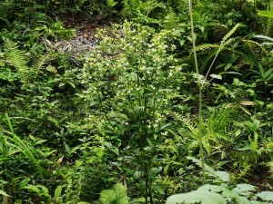 蓼科エリアの山野草☆