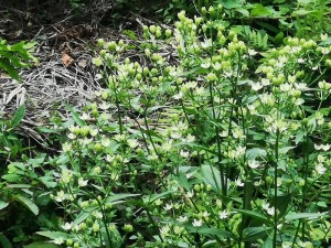 蓼科エリアの山野草☆