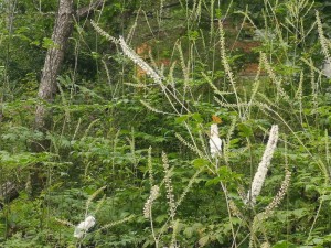 蓼科エリアの山野草☆