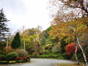 標高1600ｍの紅葉